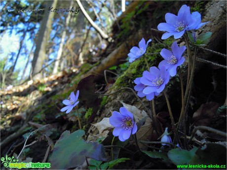 Jaterník podléška - Hepatica nobilis - Foto Robert Kopecký (1)