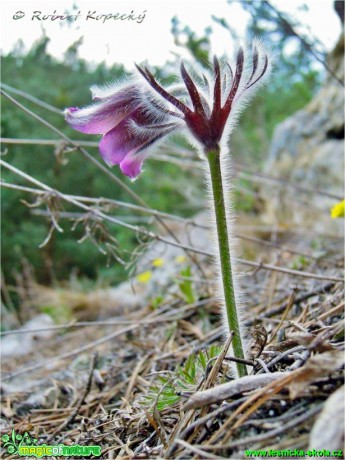 Koniklec luční český - Pulsatilla pratensis ssp. bohemica - Foto Robert Kopecký