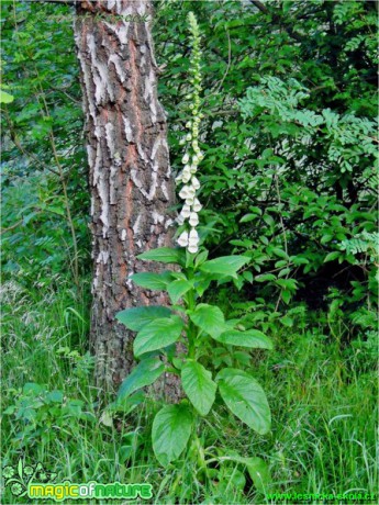 Náprstník červený - bílá forma - Digitalis purpurea f. albiflora - Foto Robert Kopecký