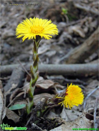 Podběl lékařský - Tussilago farfara - Foto Robert Kopecký