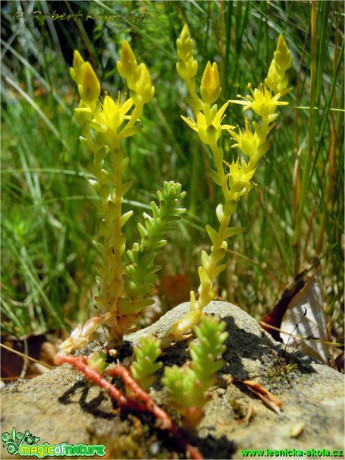 Rozchodník šestiřadý - Sedum sexangulare - Foto Robert Kopecký