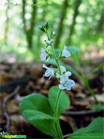 Rozrazil lékařský - Veronica officinalis - Foto Robert Kopecký