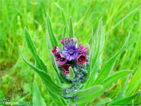 Užanka lékařská - Cynoglossum officinale - Foto Robert Kopecký