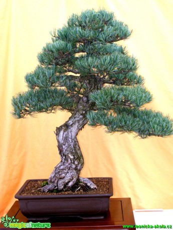 Borovice drobnokvětá - Pinus parviflora - Foto manželé Pafelovi (1)