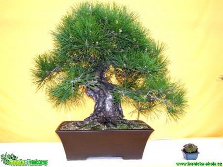 Borovice drobnokvětá - Pinus parviflora - Foto manželé Pafelovi (3)