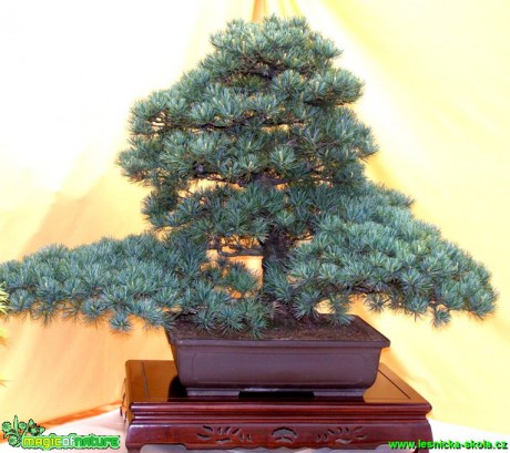Borovice drobnokvětá - Pinus parviflora - Foto manželé Pafelovi (4)