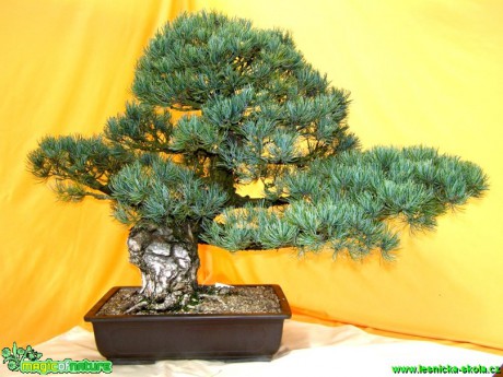 Borovice drobnokvětá - Pinus parviflora - Foto manželé Pafelovi (5)