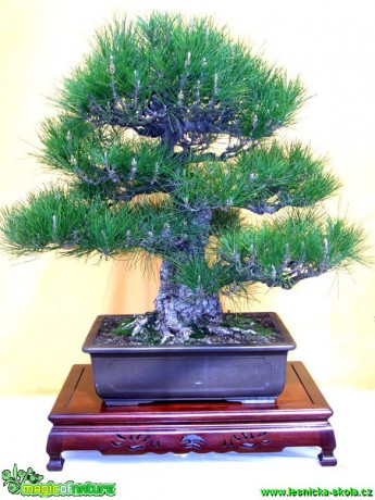 Borovice Thunbergova - Pinus thunbergii - Foto manželé Pafelovi