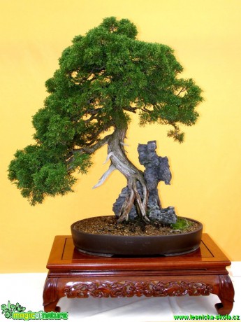 Jalovec čínský - Juniperus chinensis - Foto manželé Pafelovi (1)