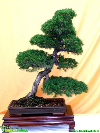 Jalovec čínský - Juniperus chinensis - Foto manželé Pafelovi (3)