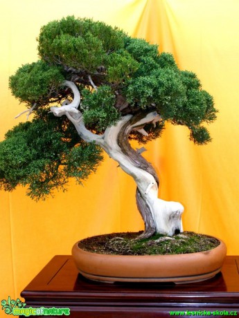 Jalovec čínský - Juniperus chinensis - Foto manželé Pafelovi (4)