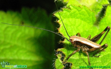 Kobylka sp. - Foto Jaroslav Dlouhý