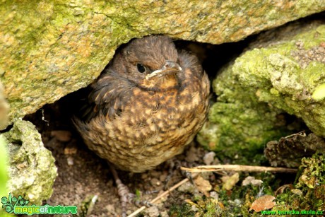 Kos černý (mladé ptáče) - Turdus merula - Foto Gerd Ritschel (1)