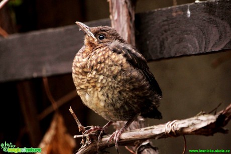 Kos černý (mladé ptáče) - Turdus merula - Foto Gerd Ritschel (4)