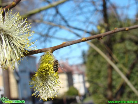 Vrba jíva - Salix caprea - Foto David Hlinka (3)