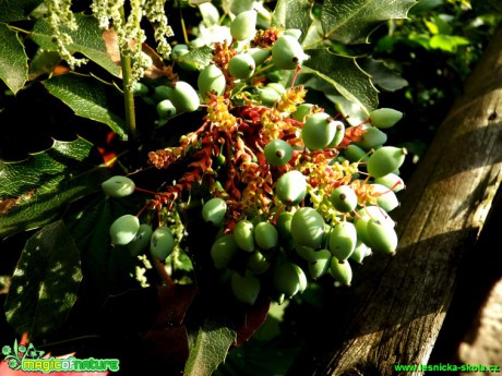 Cesmína ostrolistá - Ilex aquifolium - Foto David Hlinka