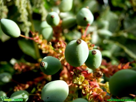 Cesmína ostrolistá - Ilex aquifolium - Foto David Hlinka (1)