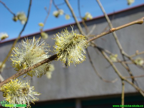 Vrba jíva - Salix caprea - Foto David Hlinka (1)