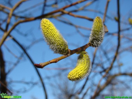 Vrba jíva - Salix caprea - Foto David Hlinka (2)