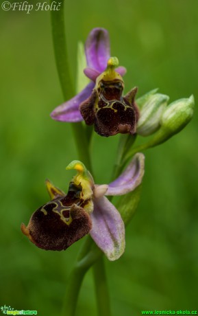 Tořič čmelákovitý Holubyho - Ophrys holosericea subsp. holubyana - Foto Filip Holič