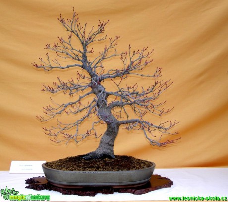 Javor dlanitolistý - Acer palmatum - Foto man. Pafelovi