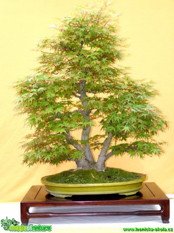 Javor dlanitolistý - Acer palmatum - Foto man. Pafelovi (1)