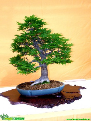 Javor dlanitolistý - Acer palmatum - Foto man. Pafelovi (4)