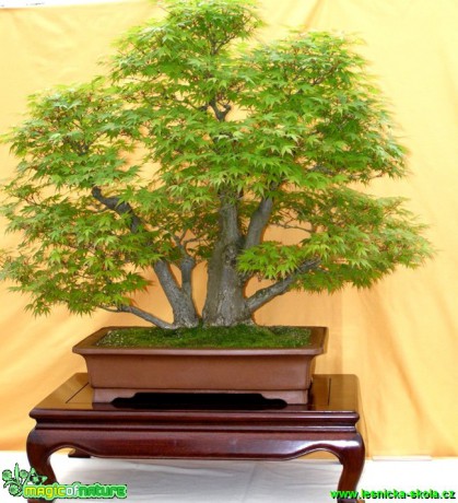 Javor dlanitolistý - Acer palmatum - Foto manželé Pafelovi (9)