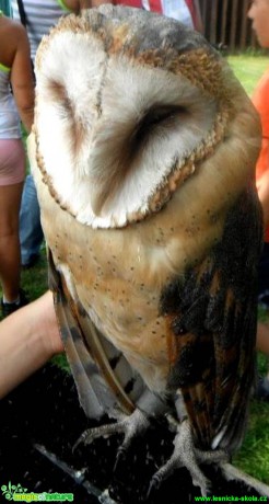 Sova pálená - Tyto alba - Foto Radka Mizerová