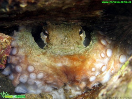 Podmořský svět - Elba - Foto Tomáš Kunze (10)