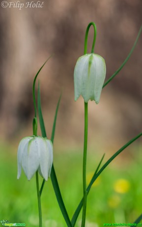 Řebčík kostkovaný - Fritillaria meleagris - Foto Filip Holič (2)