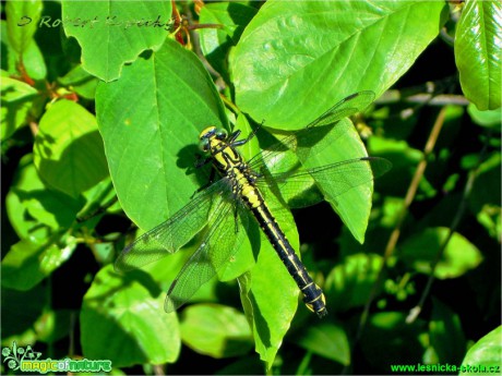 Klínatka obecná - Gomphus vulgatissimus - Foto Robert Kopecký