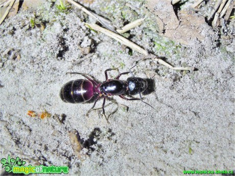 Mravenec dřevokaz - Camponotus ligniperda - Foto Robert Kopecký