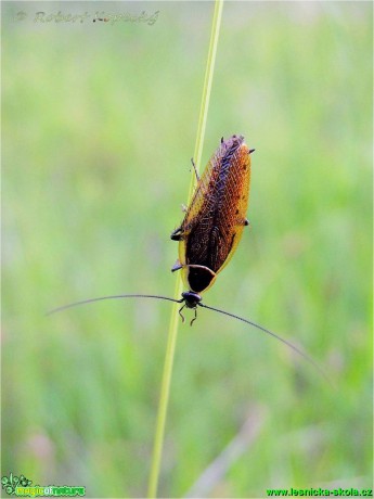 Rusec lesní - Ectobius sylvestris - Foto Robert Kopecký