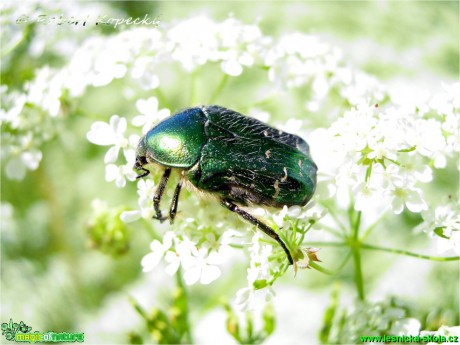 Zlatohlávek zlatý - Cetonia aurata - Foto Robert Kopecký