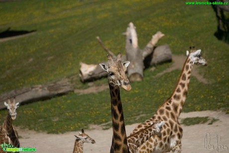 Žirafa - Giraffa camelopardalis - Foto Jiří Křivánek (3)