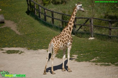 Žirafa - Giraffa camelopardalis - Foto Jiří Křivánek