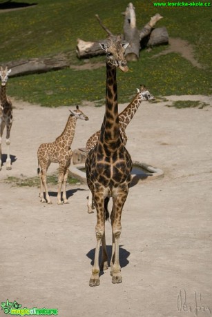 Žirafa - Giraffa camelopardalis - Foto Jiří Křivánek (2)
