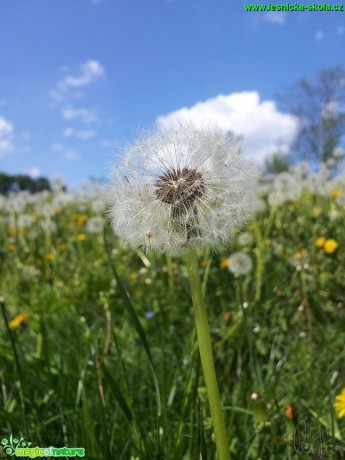 Smetanka lékařská -  Taraxacum officinale - Foto Jiří Křivánek (1)