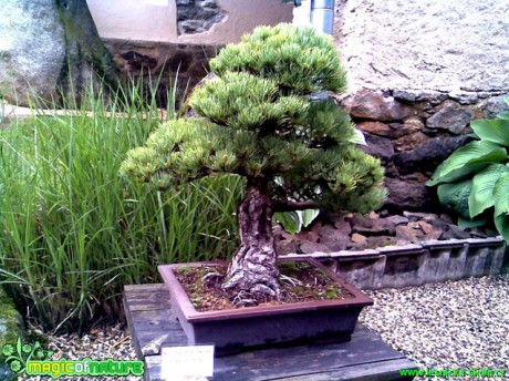 Borovice drobnokvětá - Pinus parviflora - Foto manželé Pafelovi