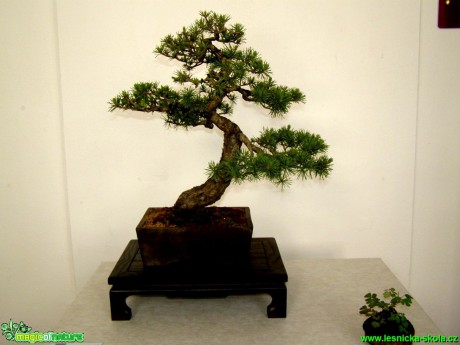 Borovice lesní - Pinus sylvestris - Foto manželé Pafelovi