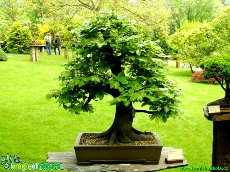 Buk lesní - Fagus sylvatica  Foto manželé Pafelovi