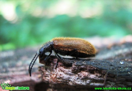 Měkokrovečník huňatý - Foto Jaroslav Dlouhý