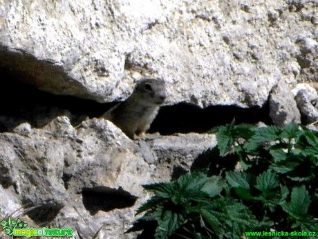 Sysel obecný - Spermophilus citellus - Foto Radka Mizerová