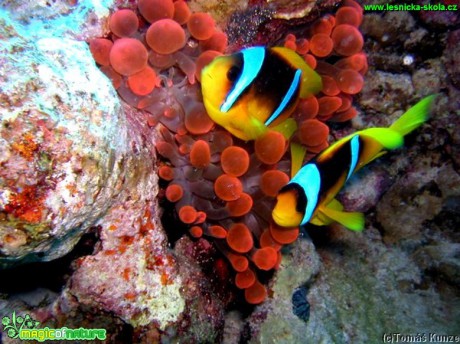 Klaun špičatopruhý - Amphiprion bicinctus - Foto Tomáš Kunze