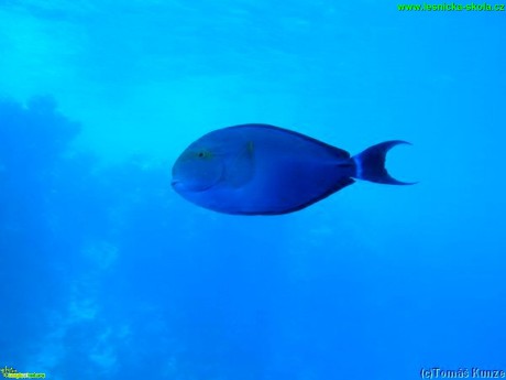 Bodlok - Acanthurus - Foto Tomáš Kunze