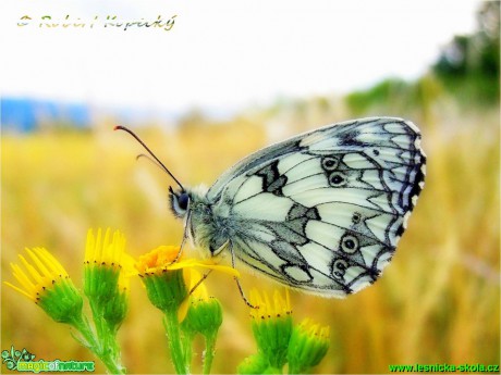 Okáč bojínkový - Melanargia galathea ♂ - Foto Robert Kopecký