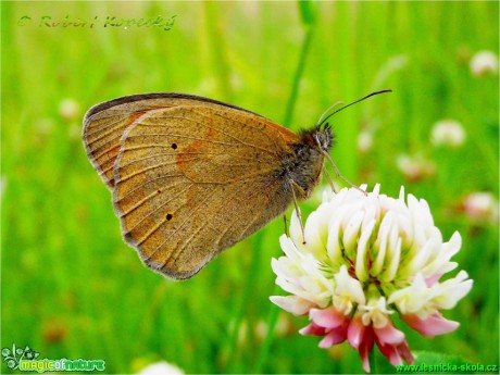 Okáč luční - Maniola jurtina ♂ - Foto Robert Kopecký