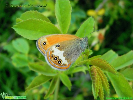 Okáč strdivkový - Coenonympha arcania ♂ - Foto Robert Kopecký