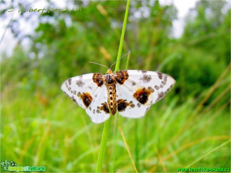 Skvrnopásník jilmový - Abraxas sylvata♀ - Foto Robert Kopecký